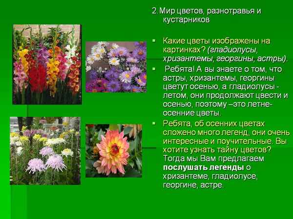 Осенние цветы в саду: фото и названия с описанием