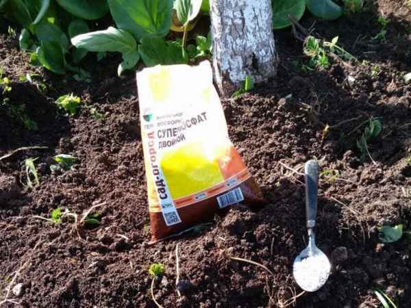 Применение удобрения двойной суперфосфат на огороде и в саду + фото и видео