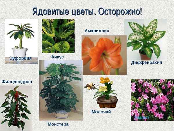 Ядовитые комнатные растения - фото и названия с описанием