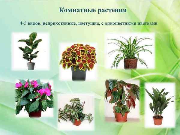 Неприхотливые комнатные растения - фото и название с описанием