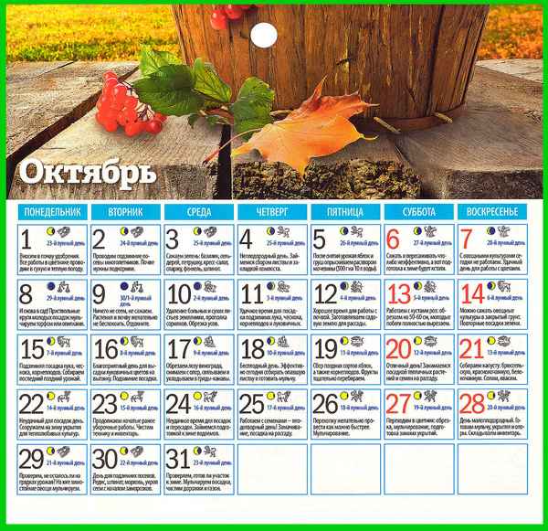Работы в саду в октябре и ноябре (календарь работ, видео)