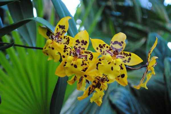 Сорта желтой орхидеи с фото, названием и описанием