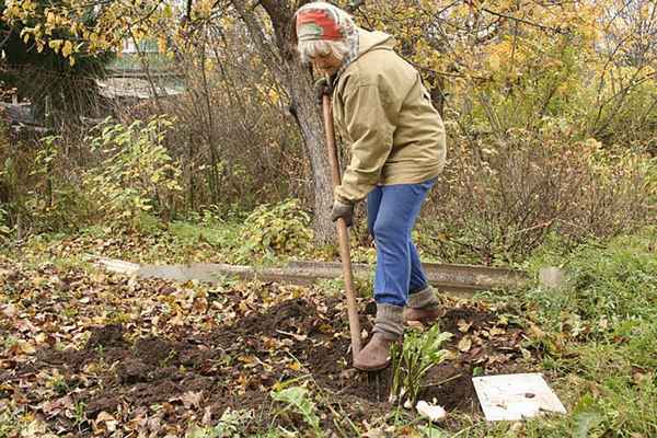 Осенние работы в саду и огороде в октябре и ноябре + фото и видео