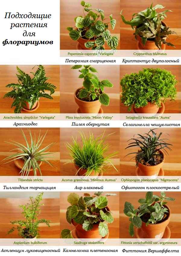 Растения для флорариума - список с фото, названиями и описанием