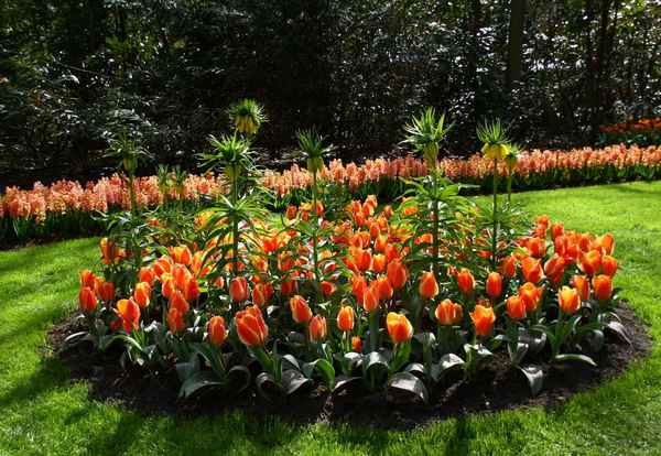 Как красиво посадить тюльпаны на участке + фото