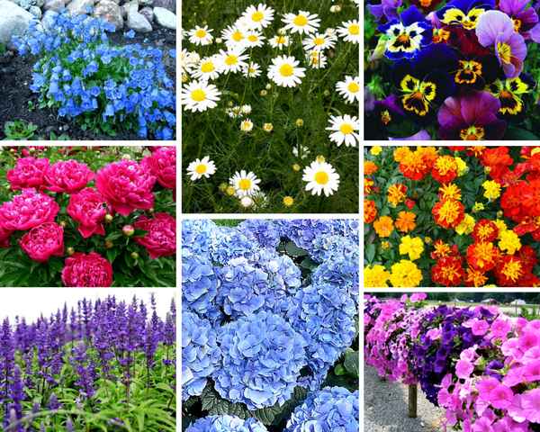 Цветы садовые однолетние низкие долгоцветущие: фото и названия с описанием (каталог)