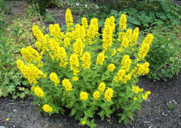 Желтые многолетние садовые цветы с фото и названия