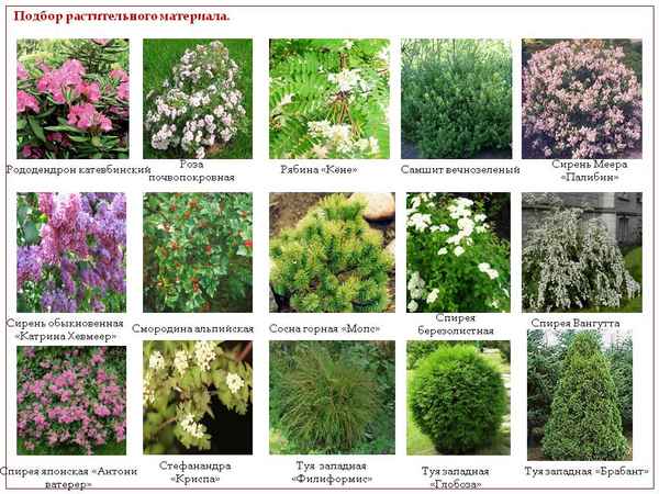Теневыносливые кустарники для сада: фото и названия с описанием, список видов
