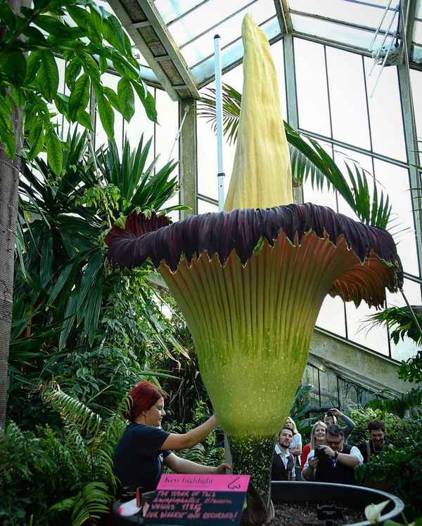 Самые большие цветы в мире: какой он, самый большой цветок