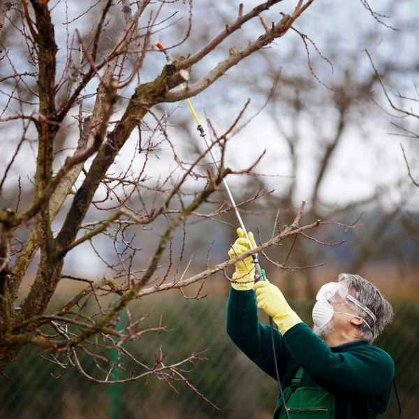 Обработка деревьев осенью на зиму от вредителей и болезней + фото