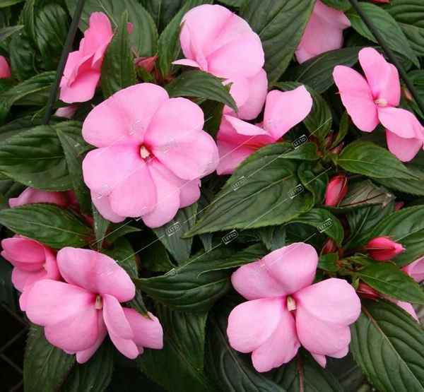 Комнатный цветок с розовыми цветами: фото и названия цветов
