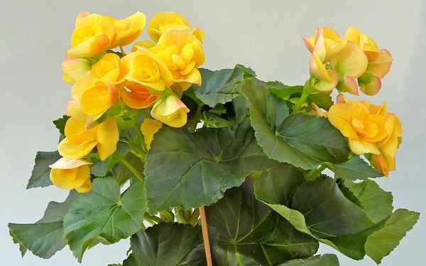 Комнатные цветы с желтыми цветами: фото с названиями и описанием