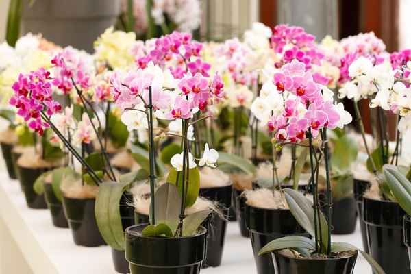 Фаленопсис микс: уход за орхидеей в домашних условиях после магазина (видео)
