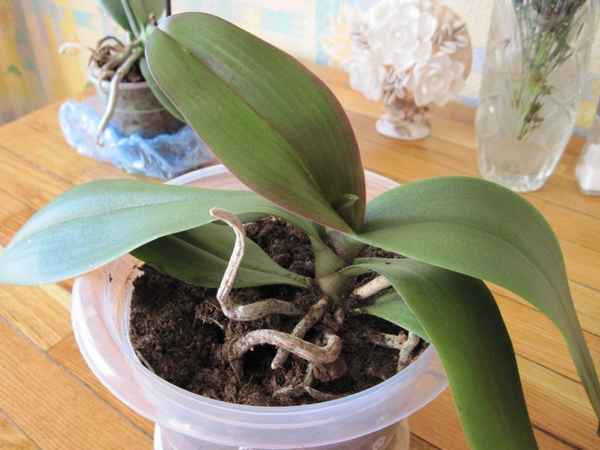 Почему не цветет орхидея в домашних условиях, а растут только листья и корни + фото и видео