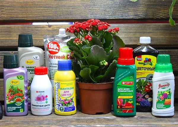 Подкормка для комнатных растений в домашних условиях: лучшие удобрения