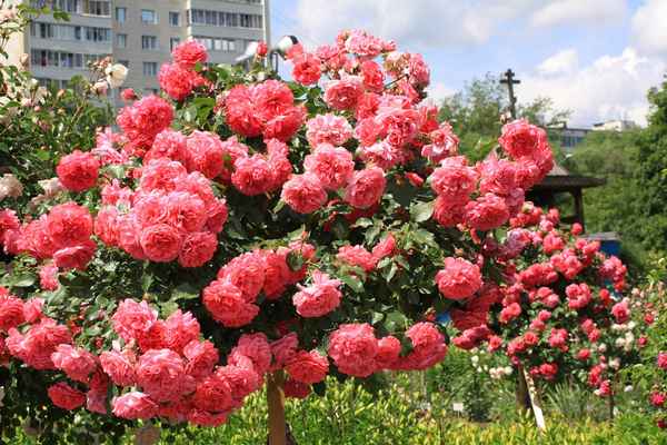 Роза плетистая Розариум Ютерсен: фото, описание, отзывы садоводов