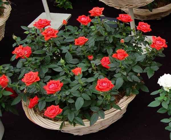 Миниатюрные розы - сорта с фото и названиями, выращивание в открытом грунте