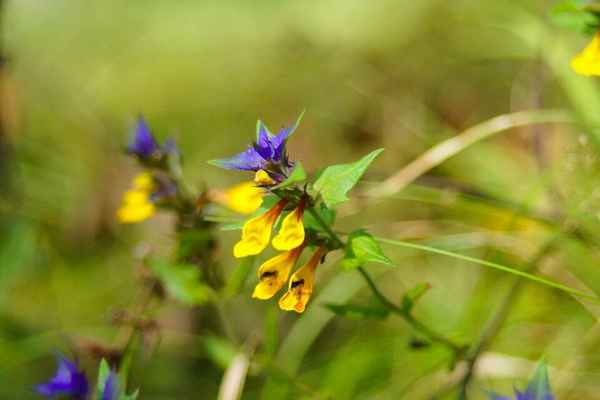 Цветок Иван-да-марья: фото, когда цветет, лечебные свойства