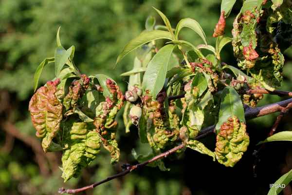 Курчавость листьев персика: лечение народными средствами и препаратами, обработка (фото, видео)
