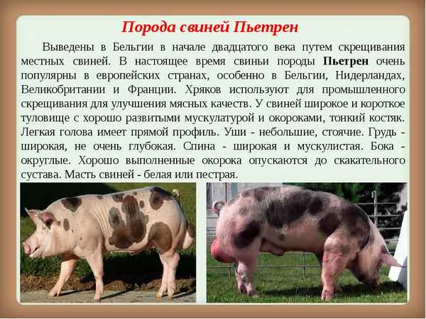 Пьетрен - порода свиней: хаpaктеристика, описание, фото, отзывы