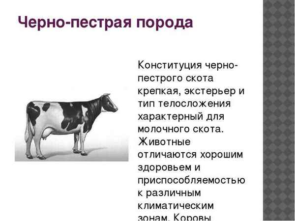 Черно-пестрая порода коров: хаpaктеристика, описание, фото, отзывы