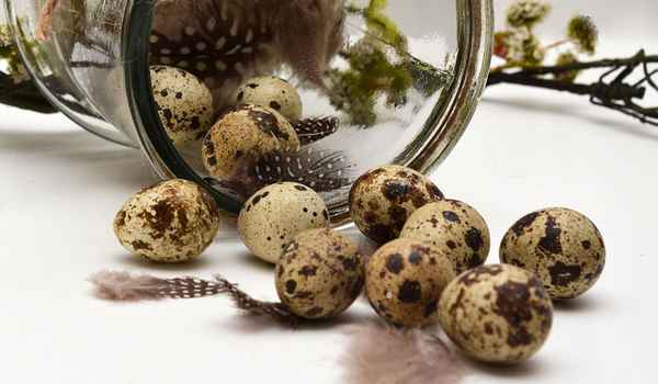 Перепелиные яйца: польза и вред для организма человека, как готовить и принимать