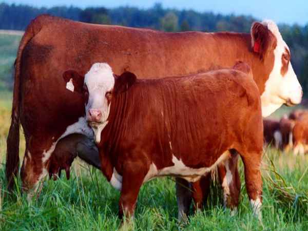 Симментальская порода коров: хаpaктеристика, фото, отзывы