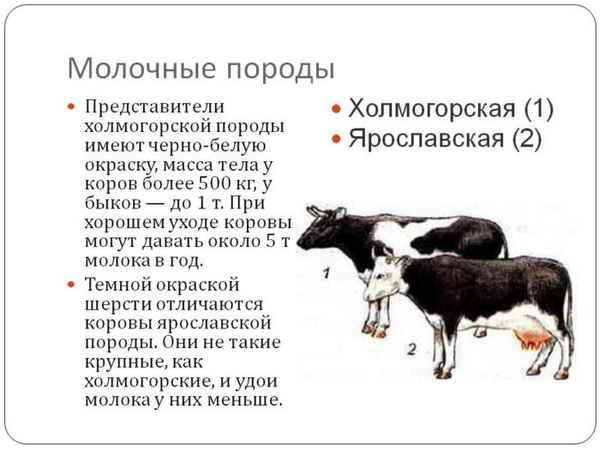 Холмогорская порода коров: хаpaктеристика, фото, описание, отзывы