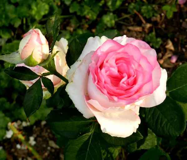 Роза Дольче Вита: фото, описание сорта, отзывы садоводов