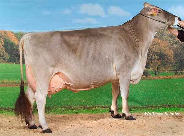 Швицкая порода коров - хаpaктеристика, фото, отзывы