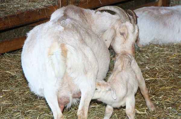 Чем кормить козу чтобы было больше молока - правила питания коз в обычное время и после окота