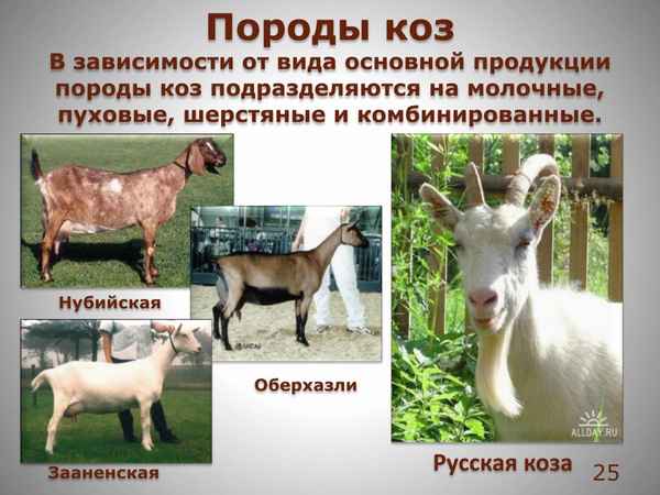 Породы коз с фотографиями, названием и описанием