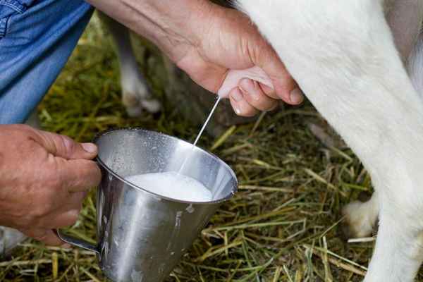 Как доить козу руками в домашних условиях правильно? Видео как раздоить козу