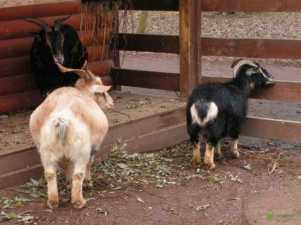 Камерунские карликовые козы - фото, отзывы о породе, содержание и разведение Камерунская мини-коза — идеальный друг и кормилец. Описание породы, содержание и уход