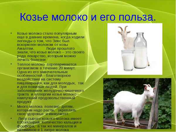 Козье молоко - жирность, нужно ли его кипятить, польза продуктов из козьего молока и их приготовление (масло, сметана)Польза козьего молока и приготовленных из него продуктов