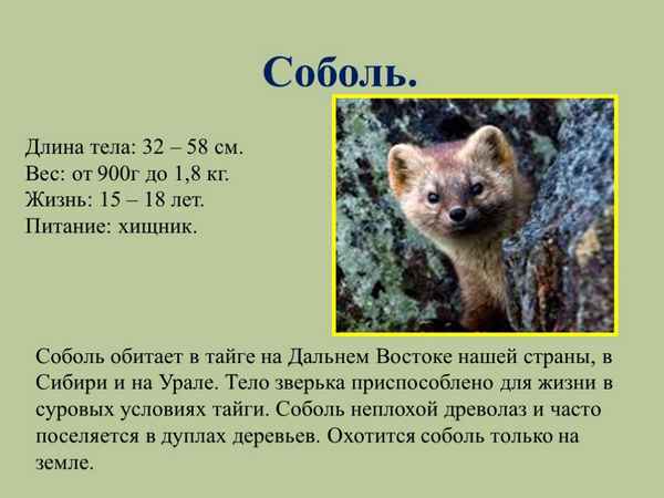 Соболь: фото и описание, где обитает (в какой природной зоне), чем питается и как выглядит это животноеТаежный красавец: где в России и мире обитает соболь