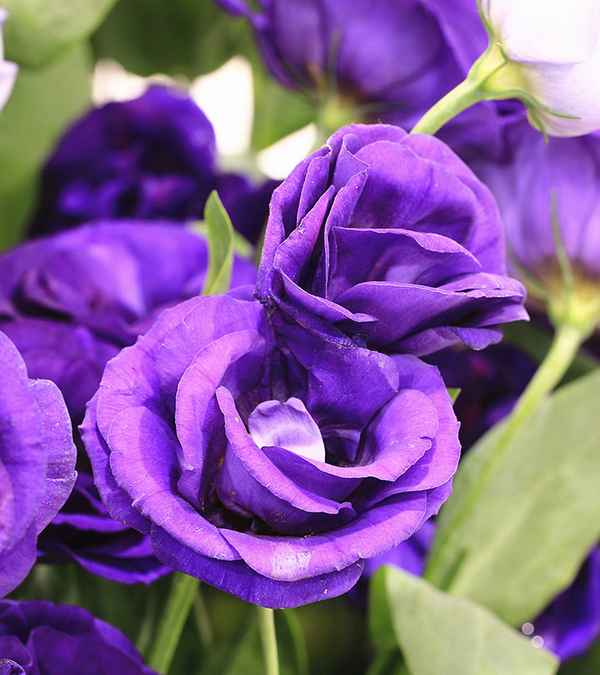 Фиолетовые розы - фото, сорта с названием и описанием Царственная роскошь фиолетовых роз в вашем саду