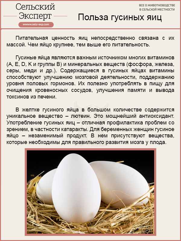 Гусиные яйца: польза и вред, можно ли есть