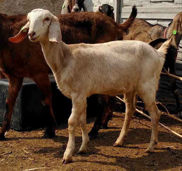 Нубийская порода коз: фото и описание, хаpaктеристика и отзывы владельцев