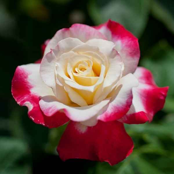 Роза Дабл Делайт - описание и фото сорта, отзывы цветоводов