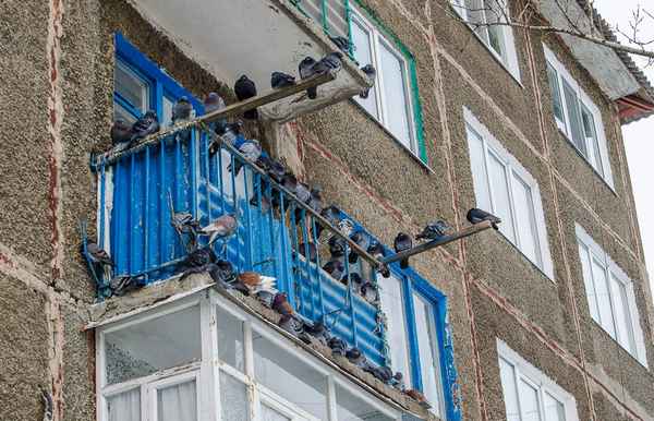 Как избавиться от гoлyбей на балконе - советы как прогнать и навсегда отвадить