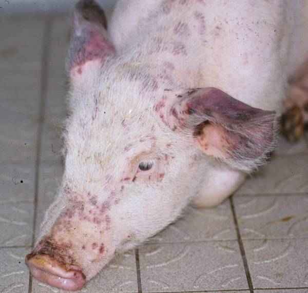 Болезни свиней и поросят — фото, признаки, симптомы и лечение