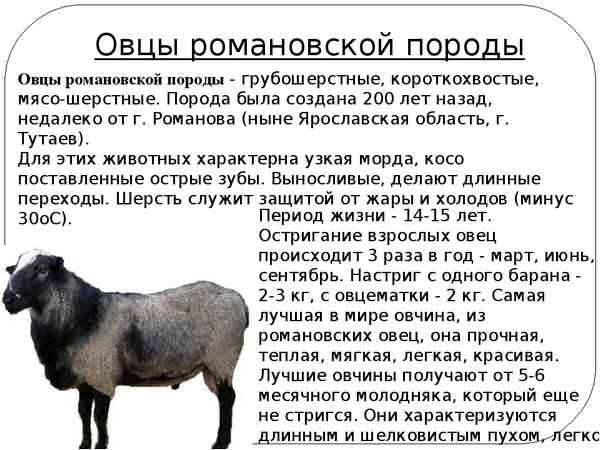 Романовская порода овец: описание и хаpaктеристика, особенности разведения, фото