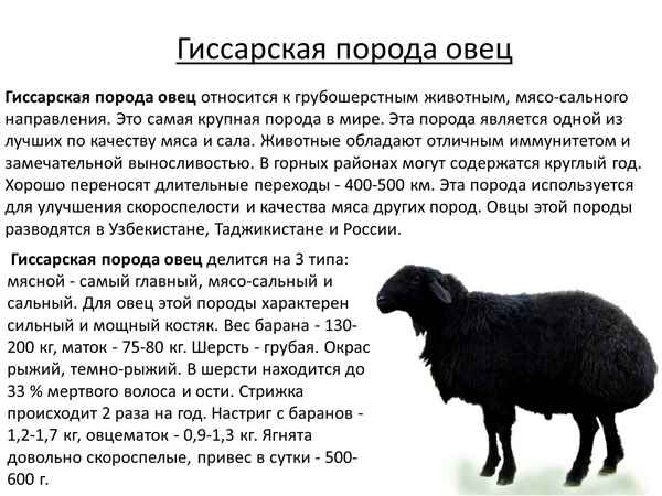 Гиссарская порода овец: хаpaктеристика и описание, особенности разведения, фото