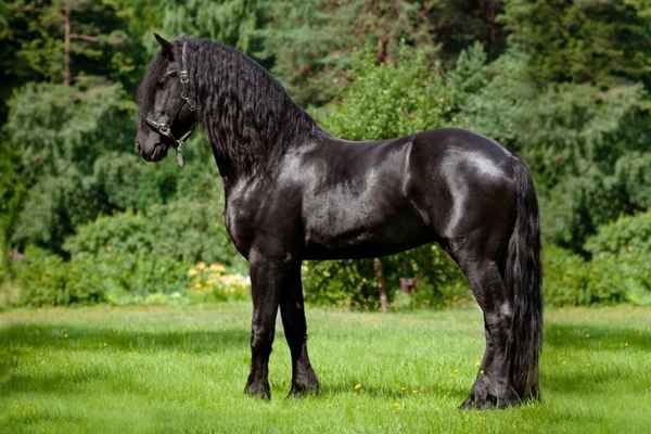 Фризская лошадь - фото и описание породы, содержание и уход