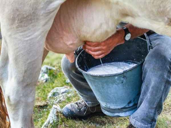 Доение коров - как правильно доить корову руками, видео