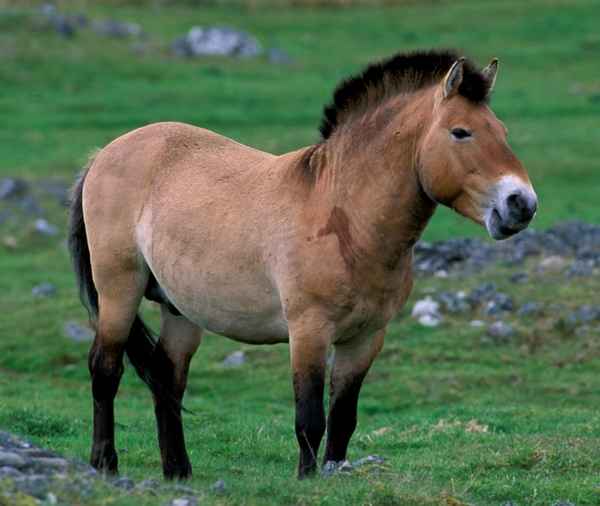 Лошадь Пржевальского - фото и описание, интересные факты