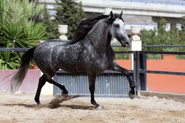Андалузская лошадь: фото и описание, хаpaктер, масти