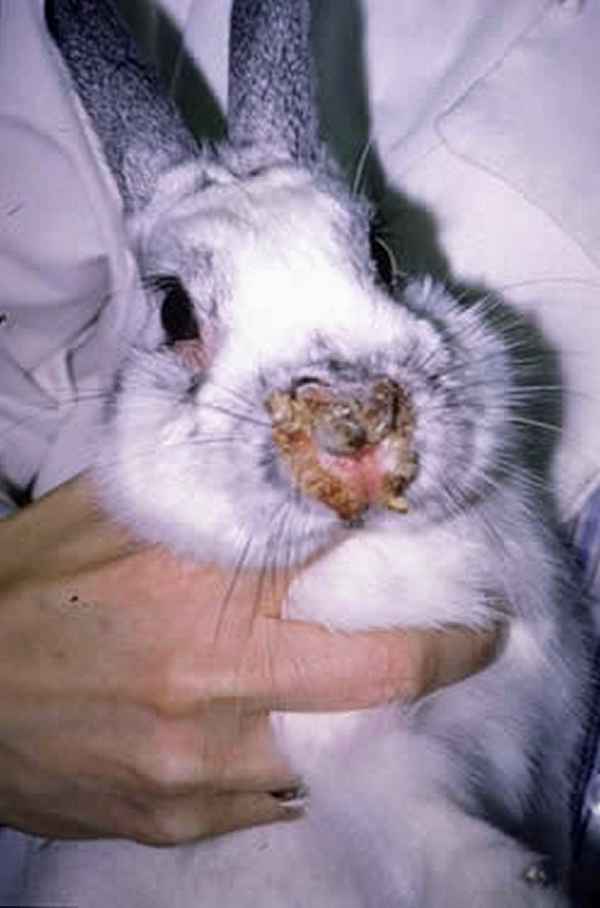 Болезни кроликов, симптомы и их лечение + фото