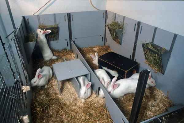Разведение кроликов как бизнес в домашних условиях - выгодно или нет (советы для новичков)